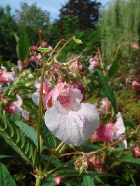 Impatiens glandulifera fleur